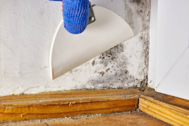Best Forensic Mold Investigation  in Pecos, TX